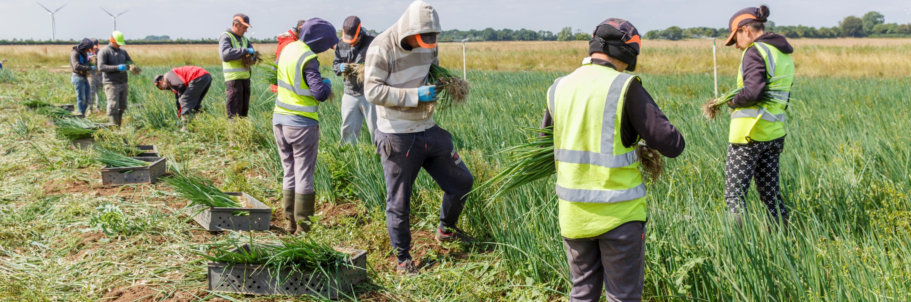 Hort seasonal workers harvesting spring onions